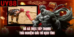 Đá Gà Trực Tiếp Thomo | Trải Nghiệm Giải Trí Kịch Tính