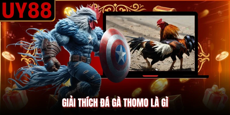 Giải thích đá gà Thomo là gì